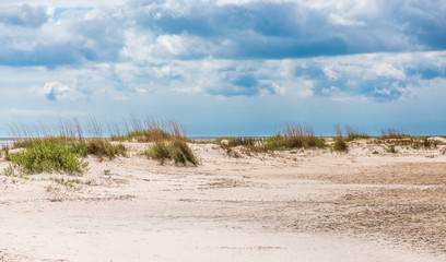 Fototapeta na wymiar Sea Oats and beach grasses on a small dune