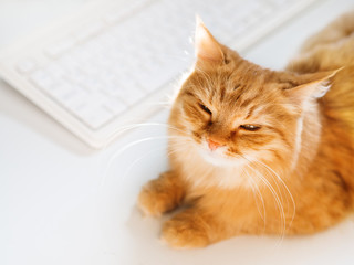 Cute ginger cat lying on white table near computer keyboard. Fluffy pet  dozing. Freelance job. Top view.