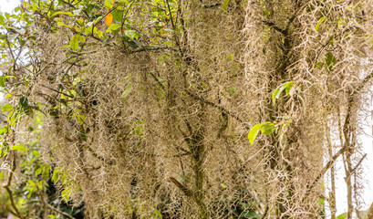 Spanish Moss growing on old oak trees in the southern United States