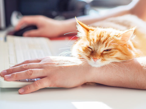 Man Is Typing At The Computer Keyboard. Cute Ginger Cat Dozing On Man's Hand. Furry Pet Cuddling Up To It's Owner And Getting In The Way Of His Work. Freelance Job.