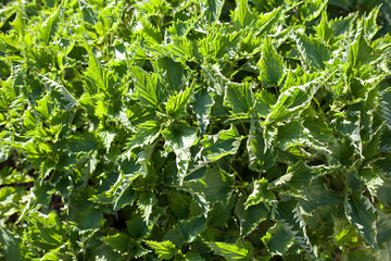 stinging nettle leaves as background. Beautiful texture of nettle. Top view. Copy space. Can use as banner