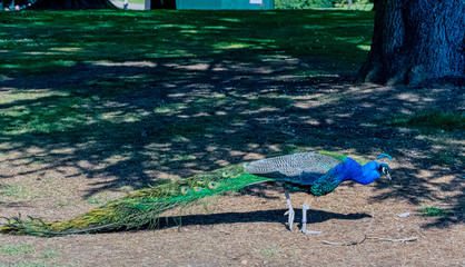 Peacock - male Indian or green peafowl in British Park - Warwick, Warwickshire, United Kingdom