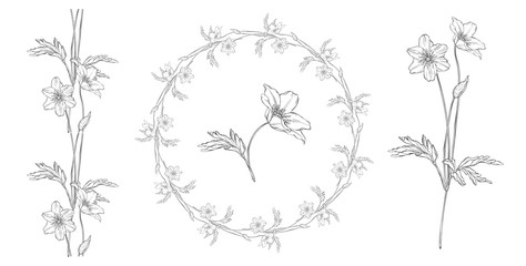 vector floral black and white composition set with anemone flowers