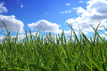 The grass is green and the sky is blue with clouds outdoors as the background.