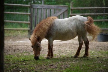 Fototapeta premium weißes Pony