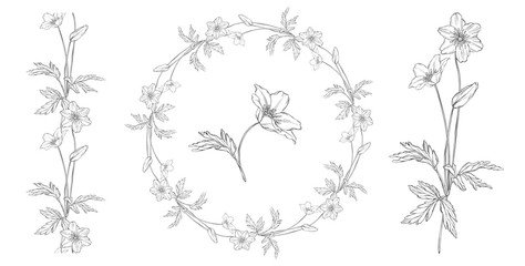 vector floral black and white composition set with anemone flowers