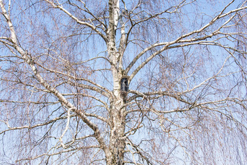 Birdhouse on a birch without leaves in early spring.