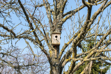 Birdhouse on an old branching tree without leaves in early spring.