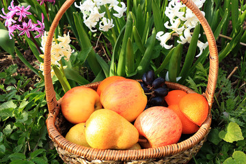 Juicy black grapes and apples in a basket in the garden surrounded by spring flowers with drops close-up. Harvesting in the country, tasty, dietary and healthy food for a healthy lifestyle.