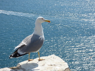 Seagull on a stone wall of a castle looking out over the Mediterranean Sea.