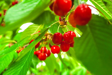 Cherries on the branch cherry fruit tree in orchard for picking. Up View Ripening Cherry on twig in the garden in summer. Blurry green leaves background. Image