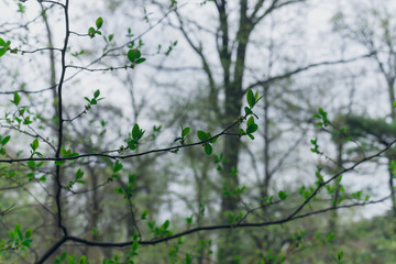 Small green spicebush leaves in the Spring