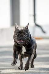 Running towards camera french bulldog