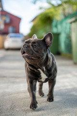 Close up canine portrait of gray french bulldog shout outdoor