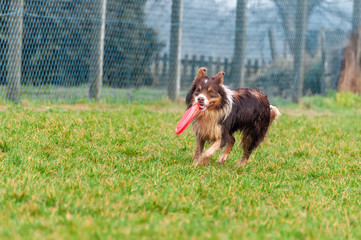 A border collie dog playing with a frisbee