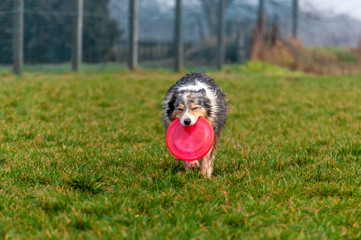 A border collie dog playing with a frisbee