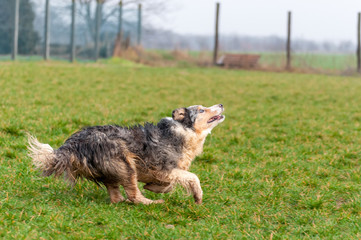 A border collie dog running on the field