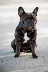 French bulldog puppy looking front while outside