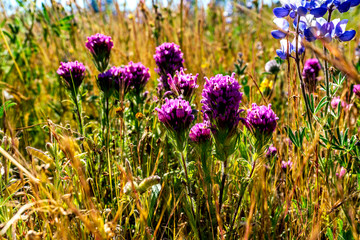 Purple Flowers in a Field of flowers