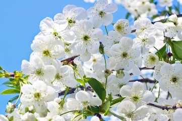 Cherry tree flowers in spring against a blue sky