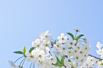 Cherry tree flowers in spring against a blue sky