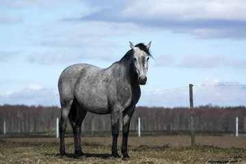 Obraz premium Grey andalusian horse standing in the pasture in spring.