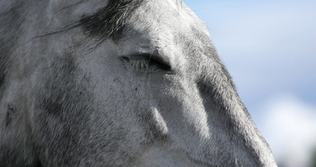 Close up of a closed horse eye. 