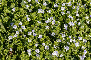 Veronica filiformis Slender speedwell little blue flowers bloomed in the garden, delicate flower background