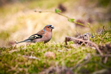 Fototapeta premium Common Chaffinch ( Fringilla coelebs ) searching for food on the ground in Teverener Heide Natural Park, Germany