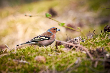 Common Chaffinch ( Fringilla coelebs ) searching for food on the ground in Teverener Heide Natural Park, Germany