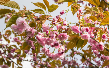 A branch of blossoming pink sakura against the sky.