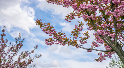 Branches of blossoming pink sakura against the white-blue sky.