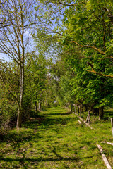green path in the trees with fence on the side