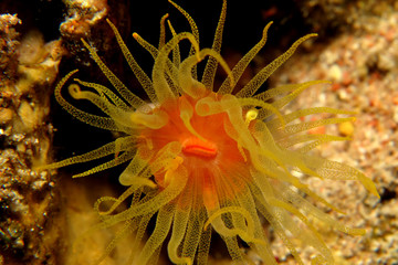 red cup coral (tubastrea coccinae)