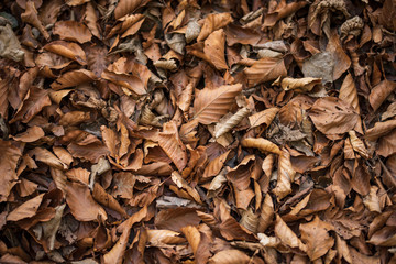 Autumn yellow and orange foliage.