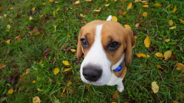Portrait of beautiful dog, close shot from top, funny wide angle view. Obedient doggy looks guilty or like defaulter, sitting on green grass at autumn park