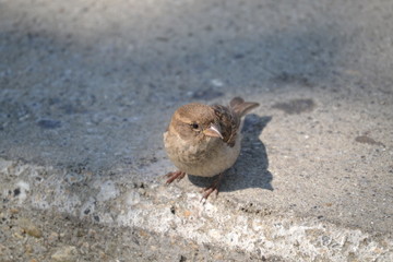 Little bird