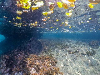    Snorkelling with turtles Views arund the small caribbean Island of Curacao