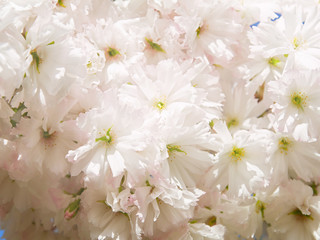 White cherry flowers. Abstract spring blossom background. Springtime