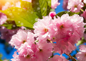 Cherry blossom trees, nature and spring background. Pink sakura flowers, blurred