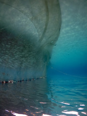 Naklejka premium Snorkelling with turtles Views arund the small caribbean Island of Curacao