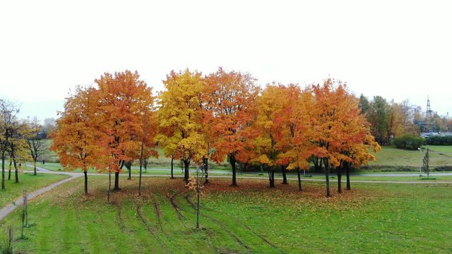 Group of colourful maple trees at autumn time, green grass around, city park area. Vivid yellow, orange and red shades of foliage, some leaves already fall down and lie on ground