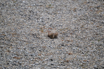Bird on sand