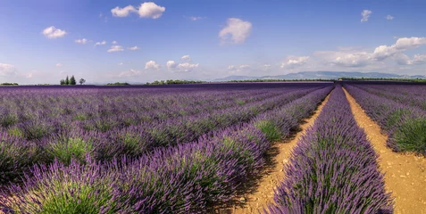 Fotobehang Lavendel Panorama Champ de lavande Provence France  © taniabrun