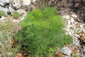 Fennel