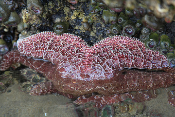 star fish clinging to a rock 