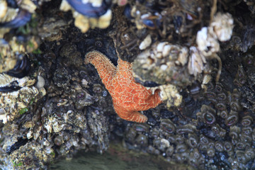 orange star fish 