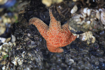 starfish on the beach