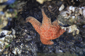 starfish on rock