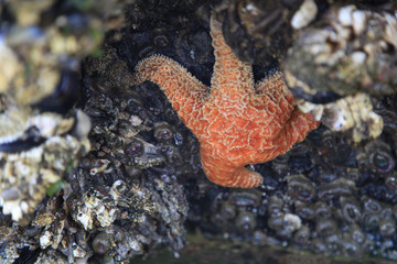 starfish on a rock